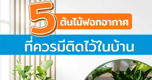 ต้นไม้ฟอกอากาศคลายร้อนภายในบ้าน