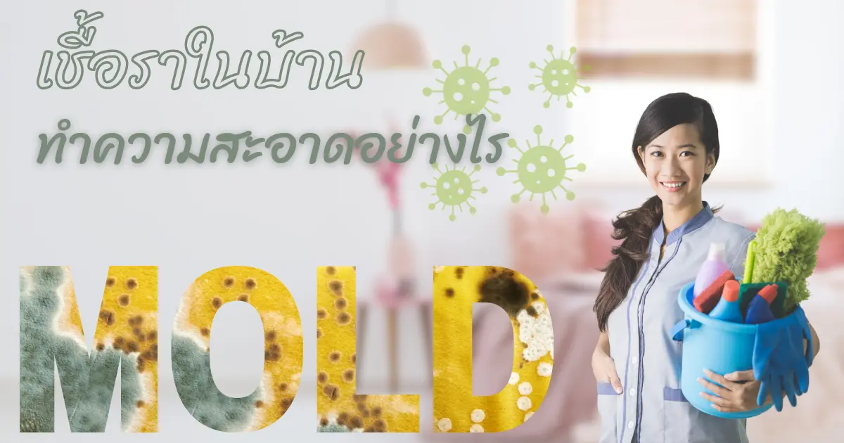 วิธีการทำความสะอาดเชื้อราที่เกิดจากความชื้นในบ้านของเรา