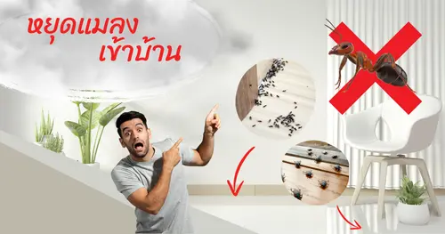 ปัญหาแมลงเข้าบ้านและทิ้งคราบพวกเรามีวิธีจัดการและทำความสะอาด