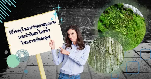 วิธีง่ายๆในการทำความสะอาดและกำจัดตะไคร่น้ำในสถานที่ของคุณ